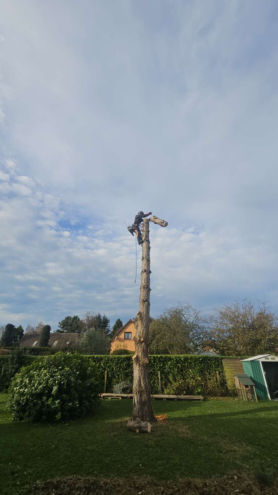 Abattage & démontage d'un grand arbre — Goderville