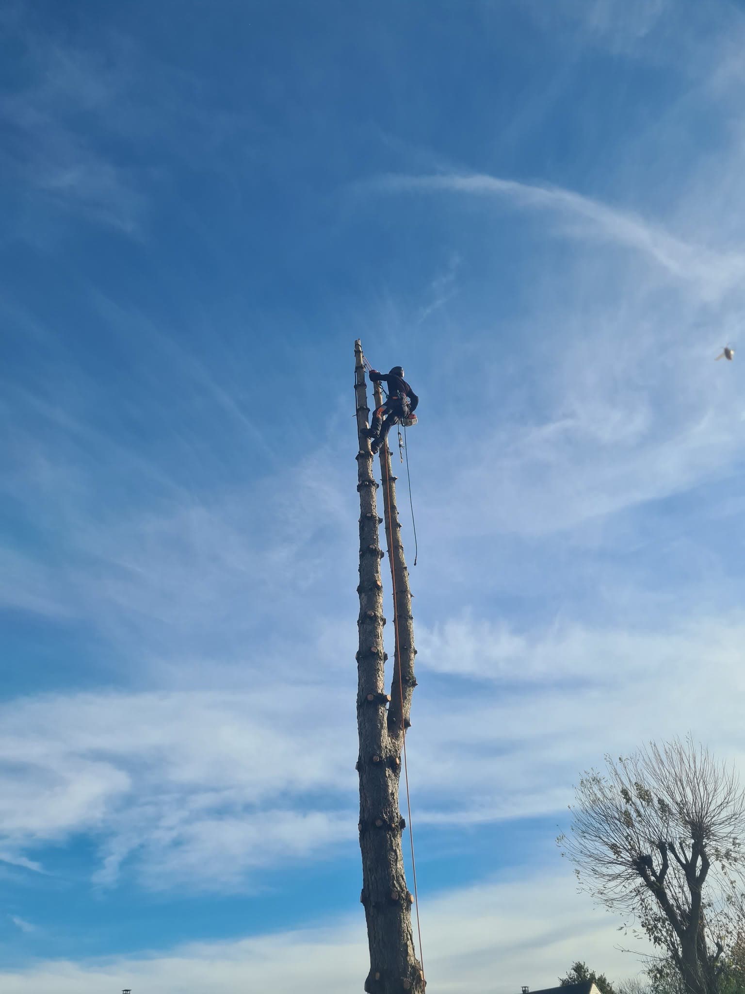 Arboriste en tête d'un tronc entièrement dégarni, en fin de démontage
