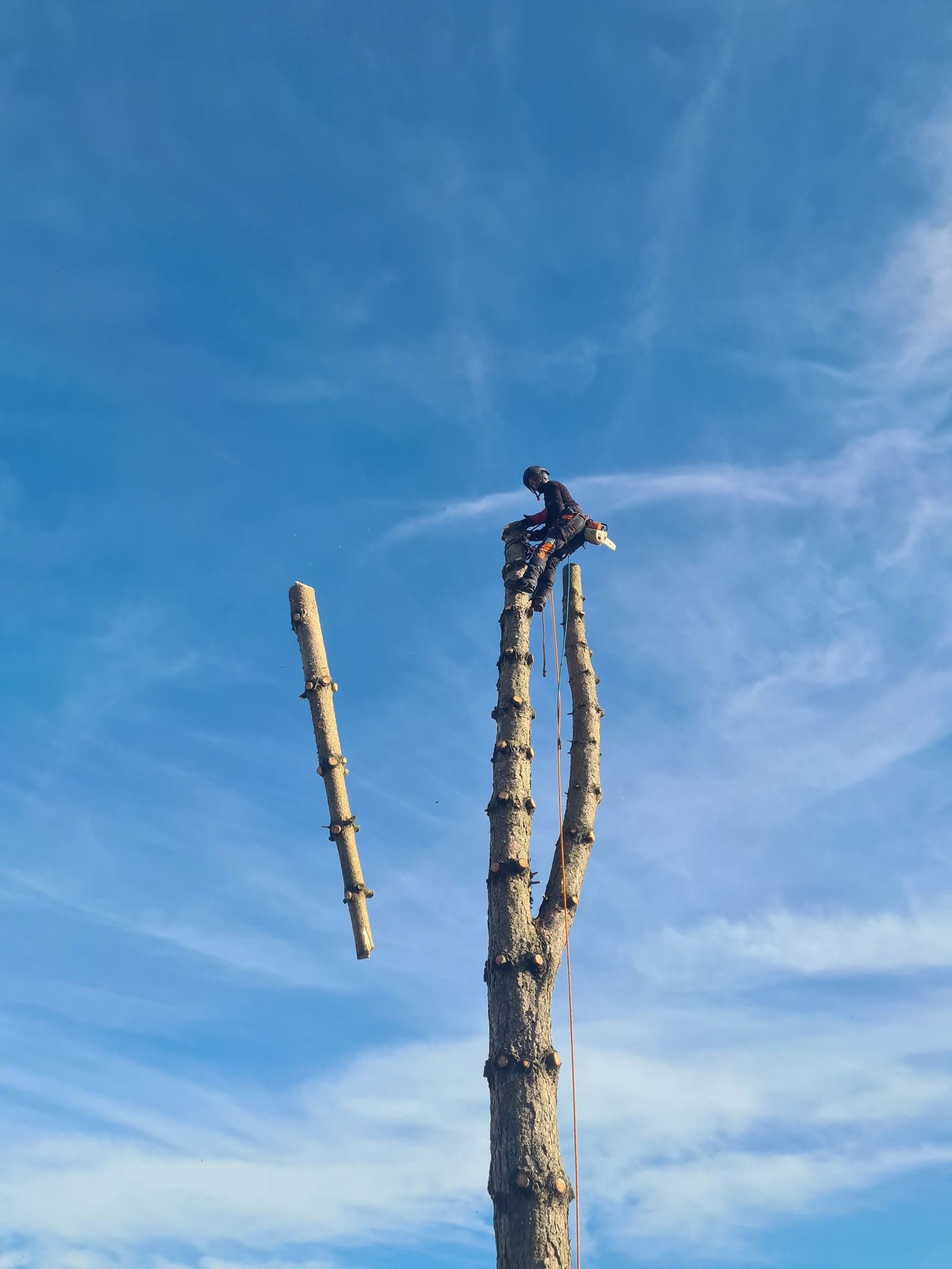 Arboriste en tête d'un tronc, tronçonnage d'une bille en plein démontage