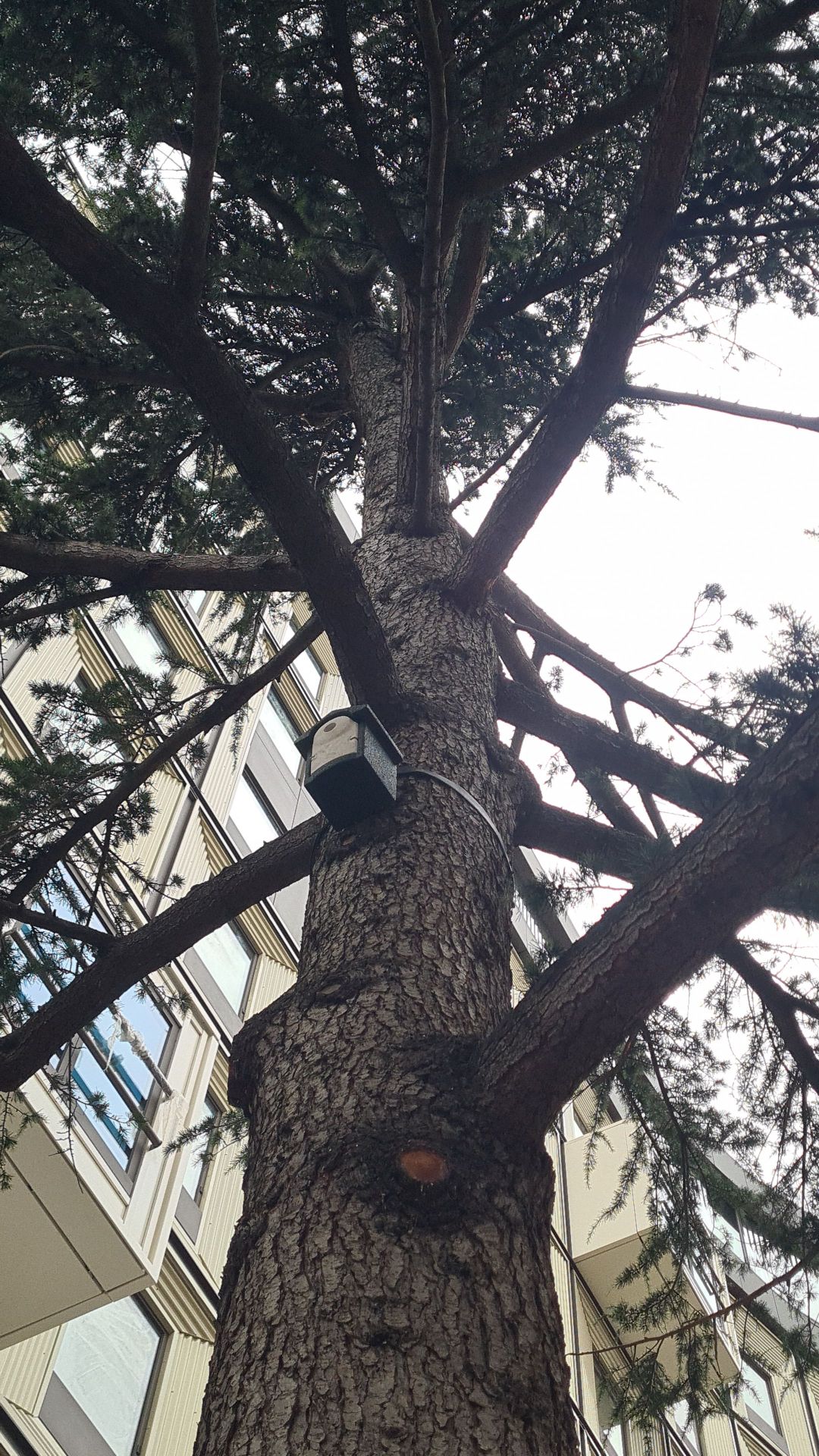 Nichoir à oiseaux fixé sur le tronc d'un résineux après une éclaircie