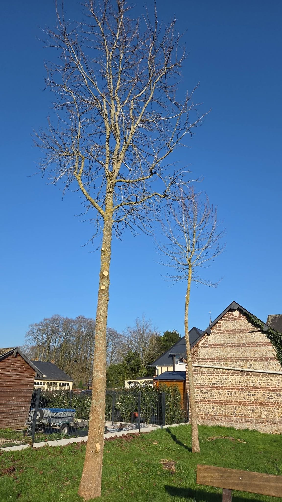 Arbres éclaircis à proximité d'une habitation