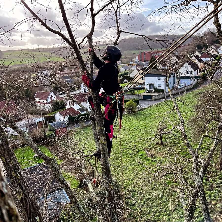 Arboriste encordé dans un arbre, en pleine taille au-dessus d'un village