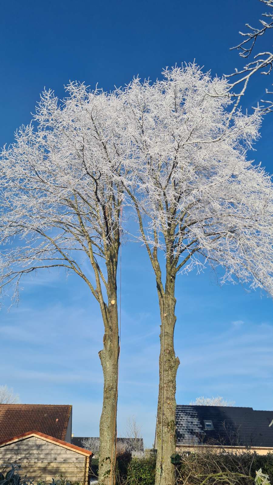 Deux arbres rehaussés et éclaircis sous le givre, fûts dégagés et coupes nettes