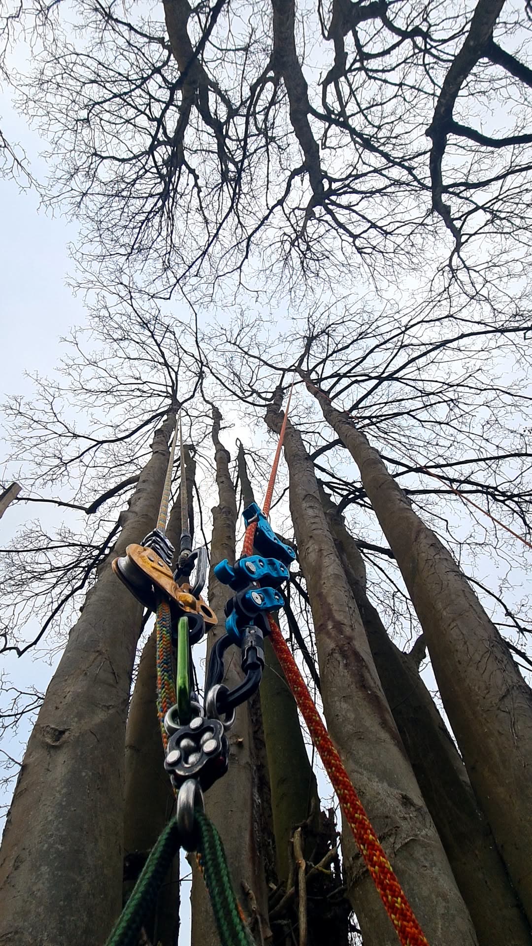 Cordes et matériel de grimpe d'un arboriste, vue vers la cime des arbres