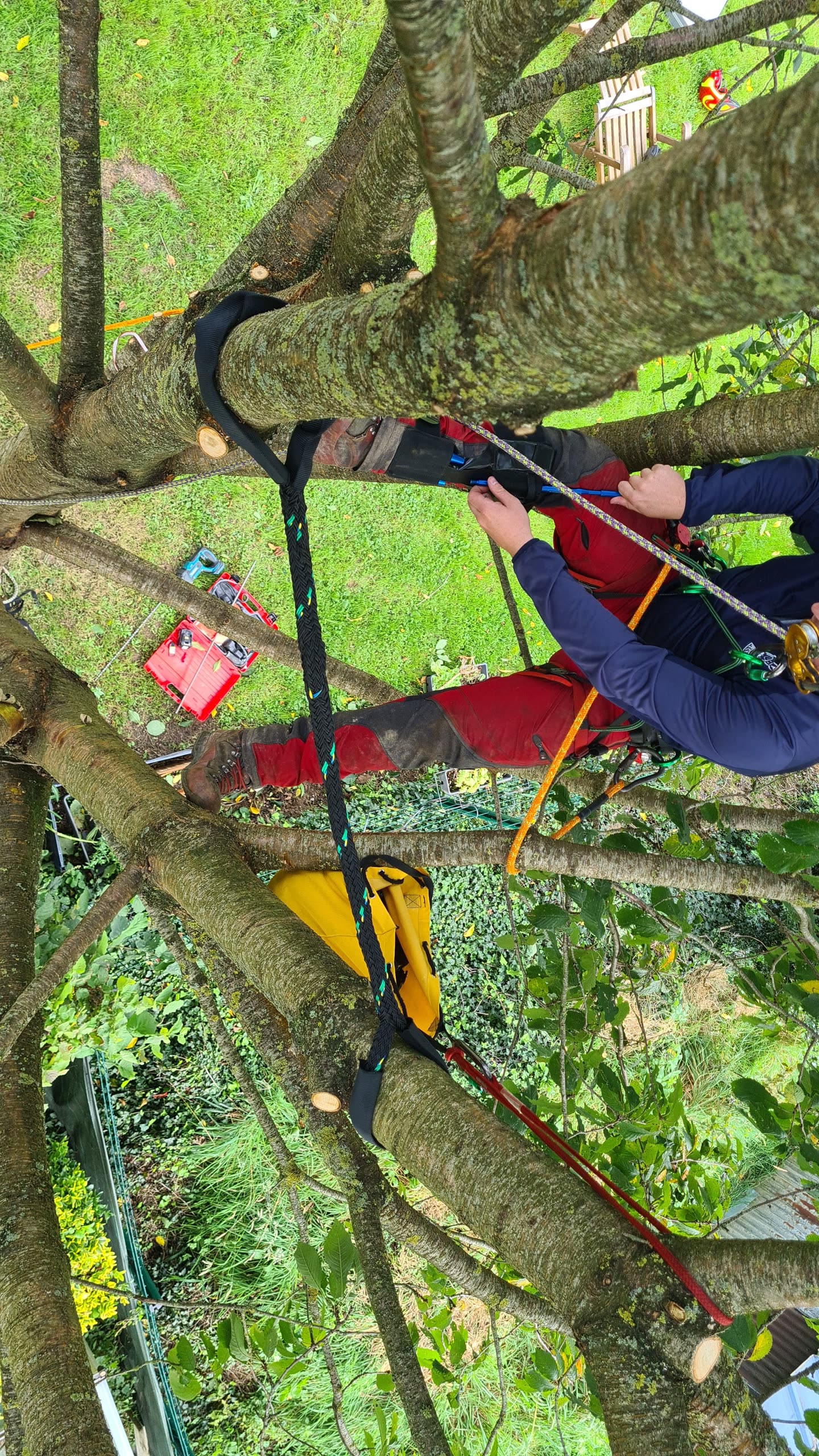 Haubanage d'un arbre — Étretat
