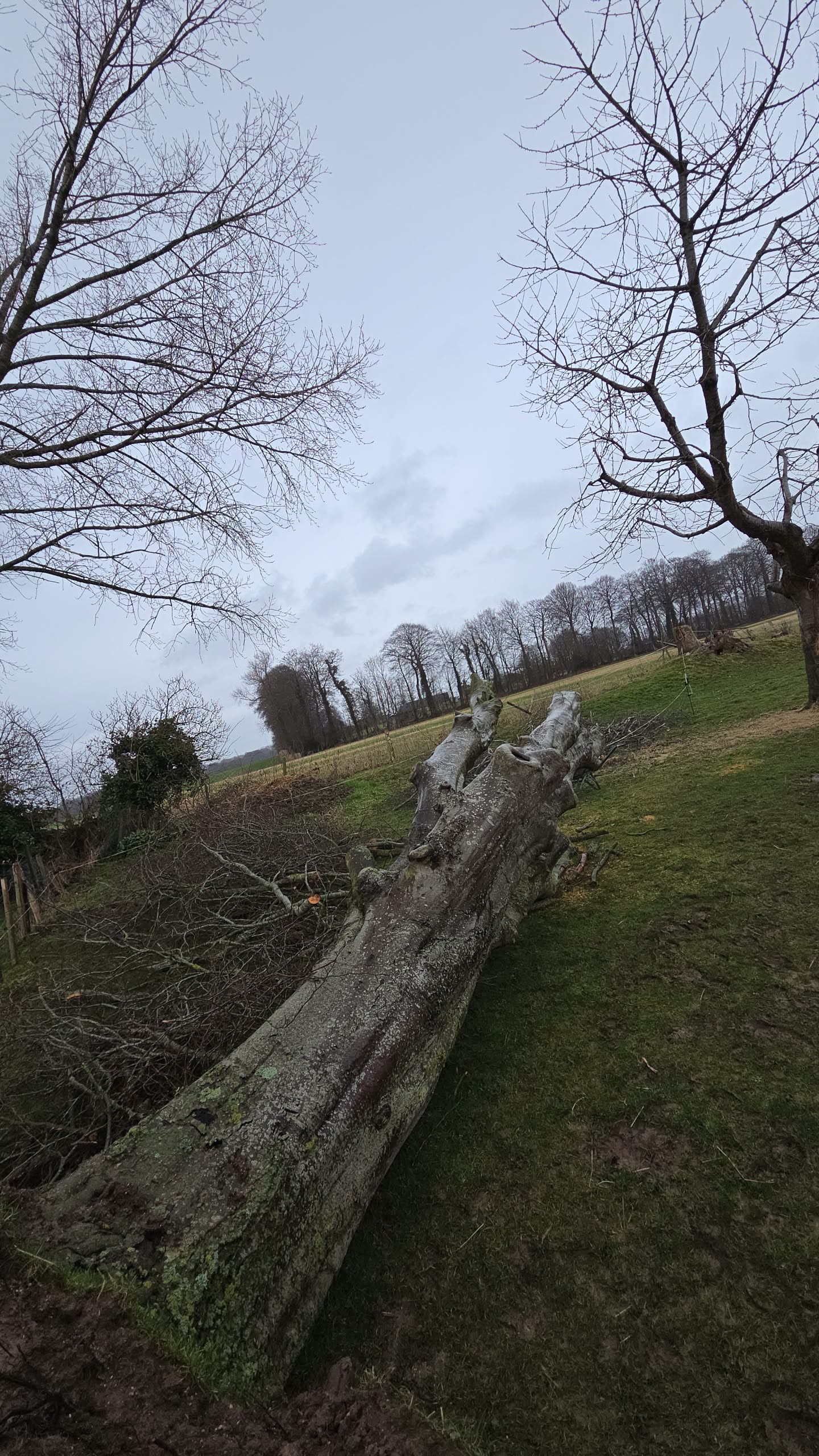 Intervention d'urgence après tempête — Vue 2 du chantier Ilan Paysages